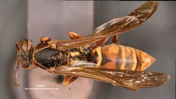 Media type: image;   Entomology 525 Aspect: habitus dorsal view